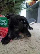 Abby is a puppy
