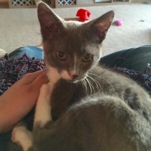 sampson is a kitten