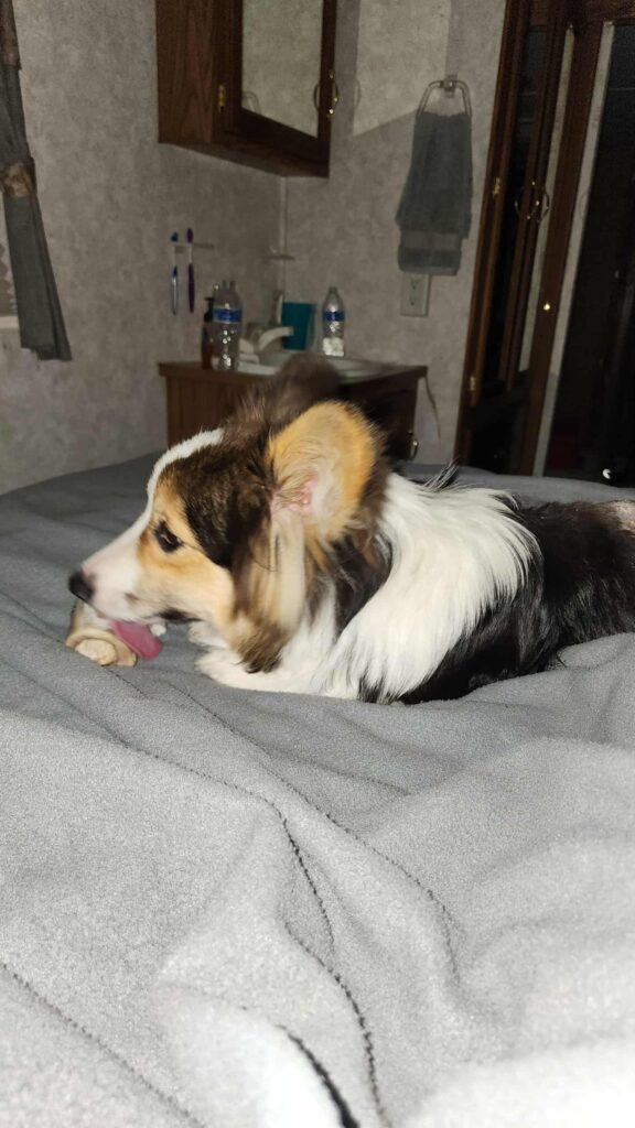 Ruger After