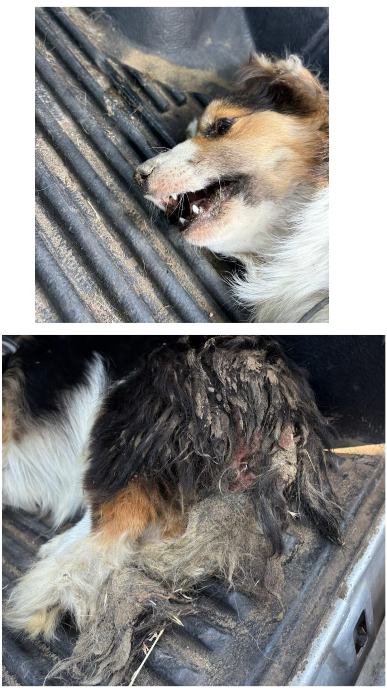 Ruger Before
