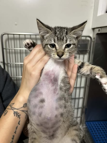 Before surgery to place her organs back in their correct place.